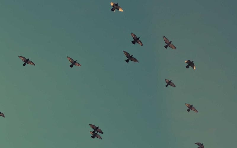 Flutter for Cross-Platform Apps: Still the Best in 2026?