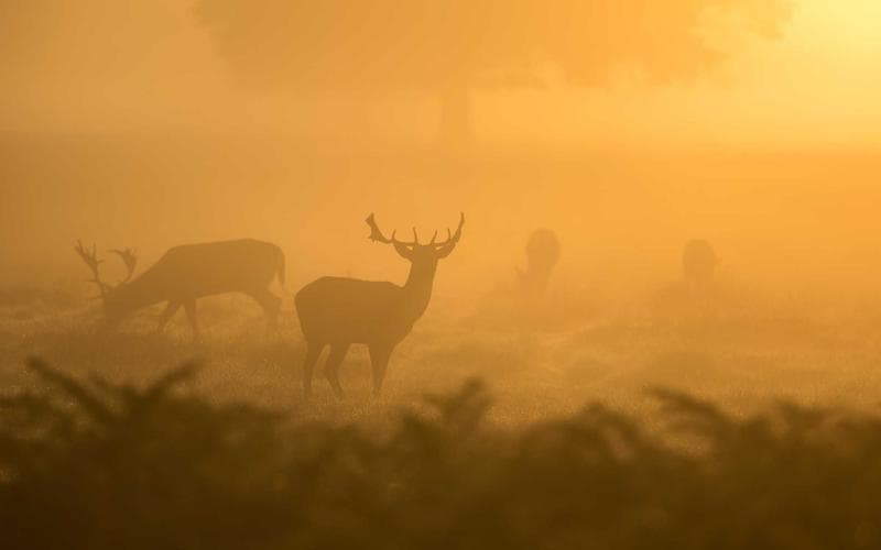 Predictability in SEO: AI-Driven Keyword Forecasting in E-commerce